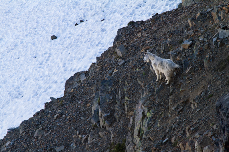 Mountain Goat